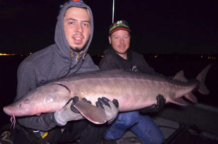 Freshwater sport fishing in Montreal, Quebec and Ontario.: Giant lake  sturgeon near Montreal