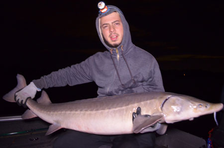 Freshwater sport fishing in Montreal, Quebec and Ontario.: Giant lake  sturgeon near Montreal