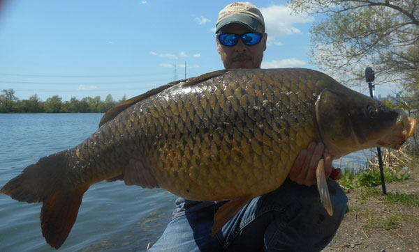 Freshwater sport fishing in Montreal, Quebec and Ontario.: Giant lake  sturgeon near Montreal