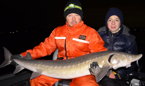 Freshwater sport fishing in Montreal, Quebec and Ontario.: Giant lake  sturgeon near Montreal