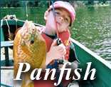 Panfish Click Here