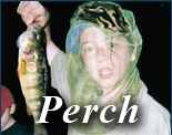 Perch Click Here